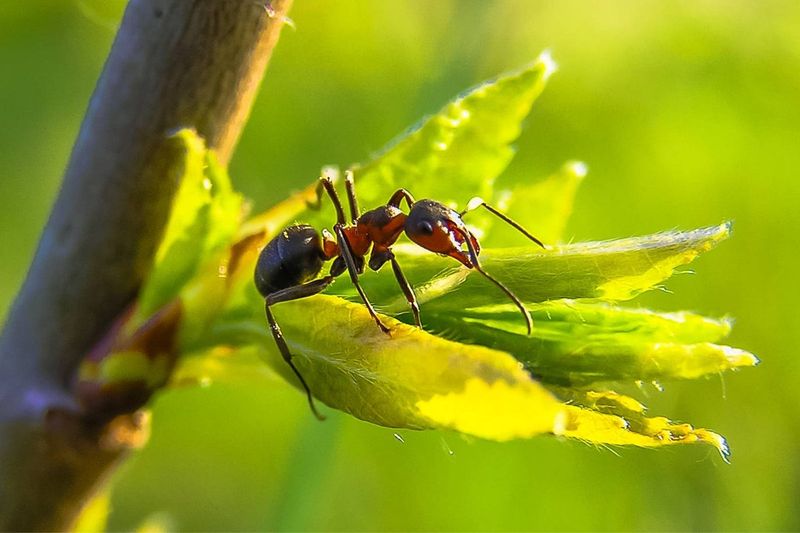 Keep Ants Out of Your Plants