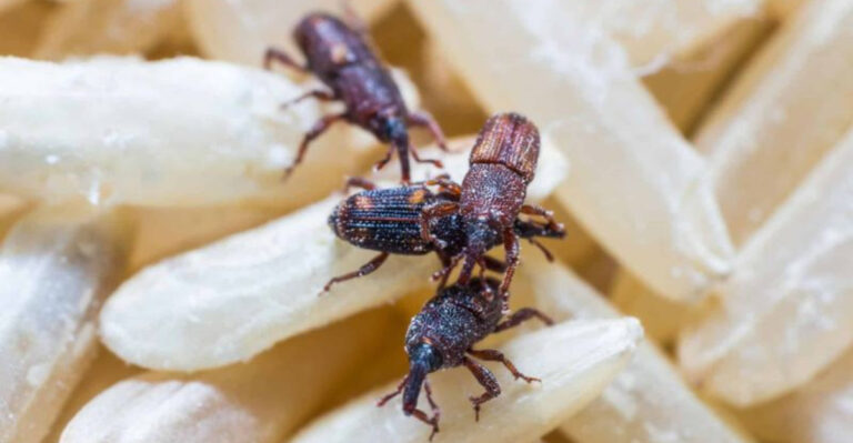 These 13 Kitchen Items Kill Pests Better Than Store Bought Sprays
