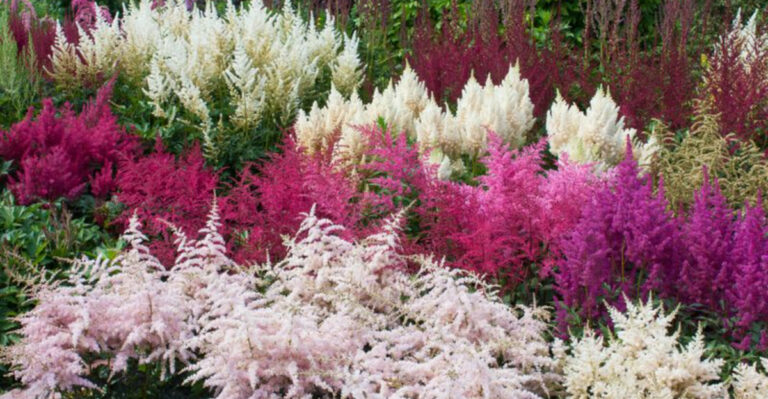 These 13 Perennials Love Clay Soil – But These 7 Will Struggle