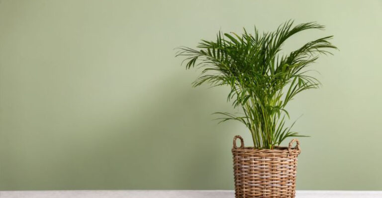 These 13 Plants Kill Mold Naturally While You Sleep
