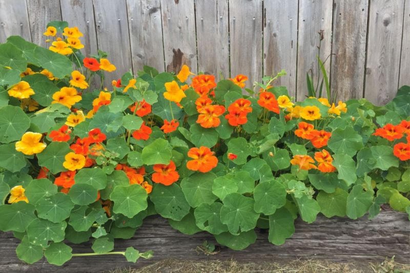 Nasturtiums – The Aphid Magnet
