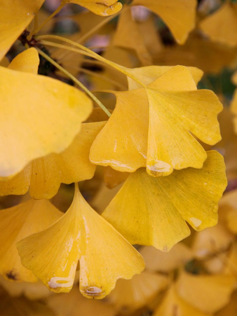 Ginkgo biloba (Maidenhair Tree)