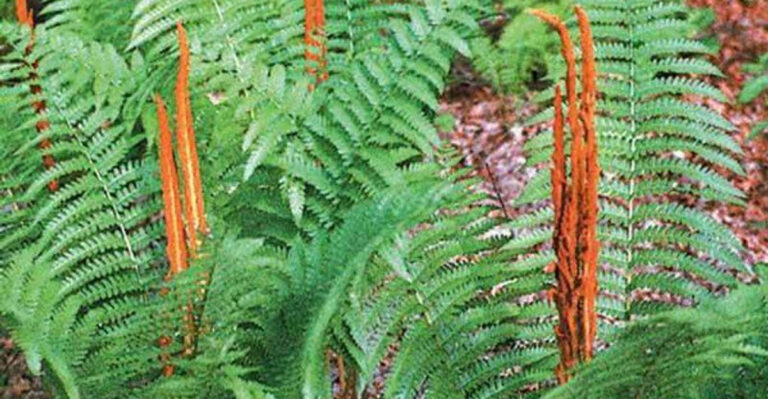 These 15 Ancient Plants Survived Dinosaurs and You Can Grow Them Today