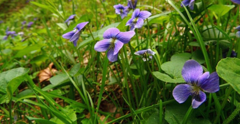 These 16 Weedy Plants Look Harmless But Will Take Over Your Yard