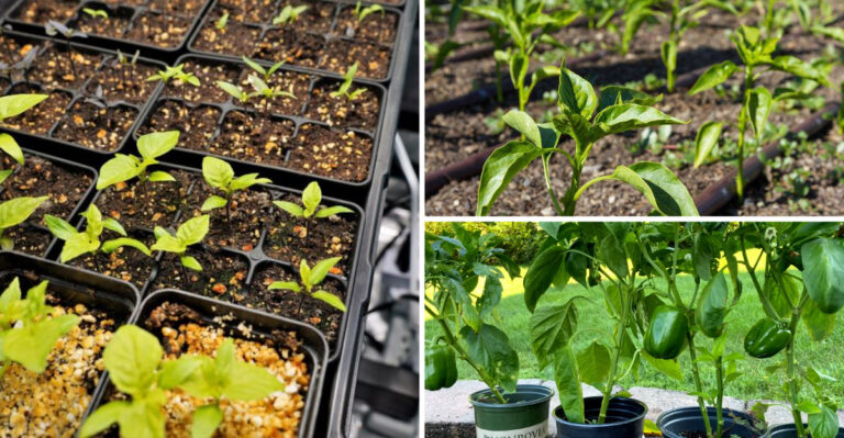 These 17 Bell Pepper Secrets Will Transform Your Garden This Season