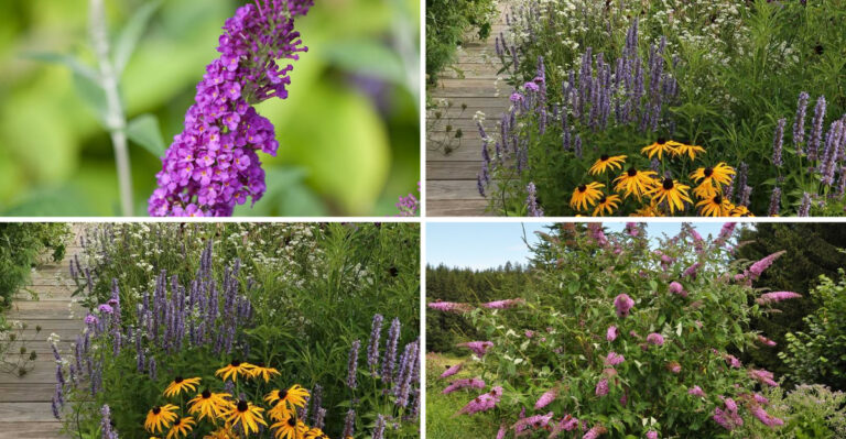 These 17 Butterfly Bush Secrets Transform Any Entrance Into Paradise