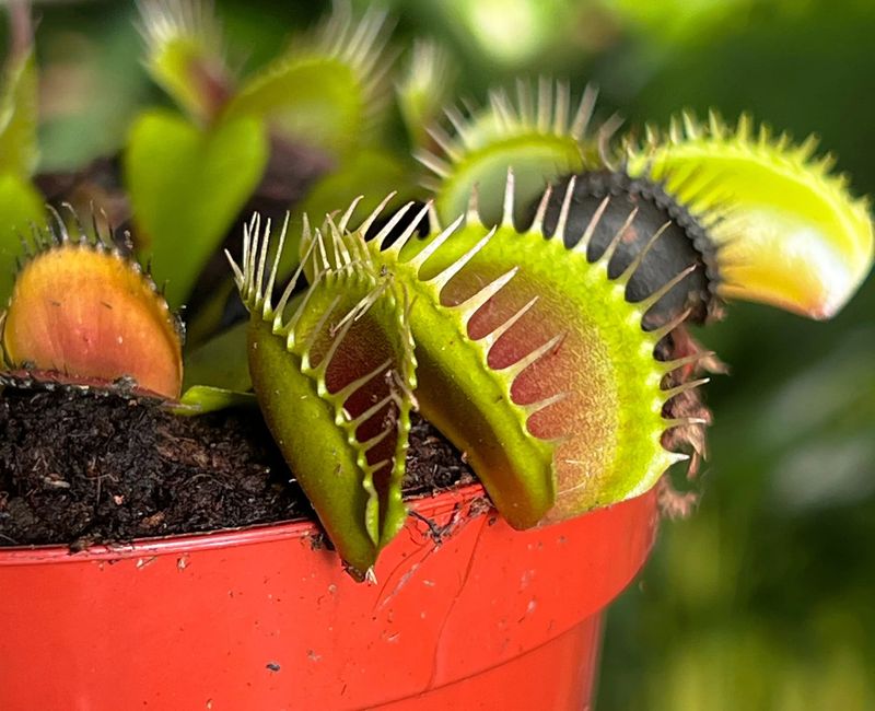 Venus Flytrap (Dionaea muscipula)
