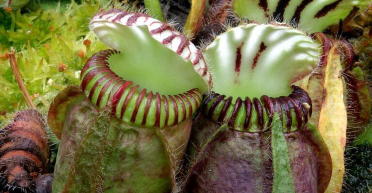 These 17 Carnivorous Plants Thrive Indoors – One Catches 200 Flies Daily