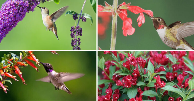 These 17 Flowering Shrubs Turn Your Yard Into a Hummingbird Paradise