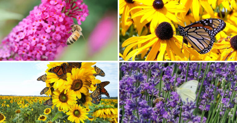 These 17 Flowers Attract Triple the Bees – Plus Butterflies and Hummingbirds