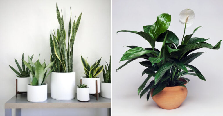 These 17 Indoor Succulents Thrive in Dark Apartments – #9 Will Shock You