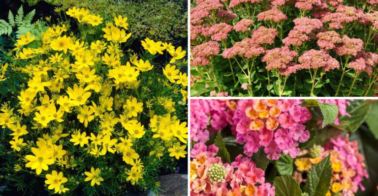 These 17 June Flowers Bloom Until Frost – Gardeners Are Obsessed
