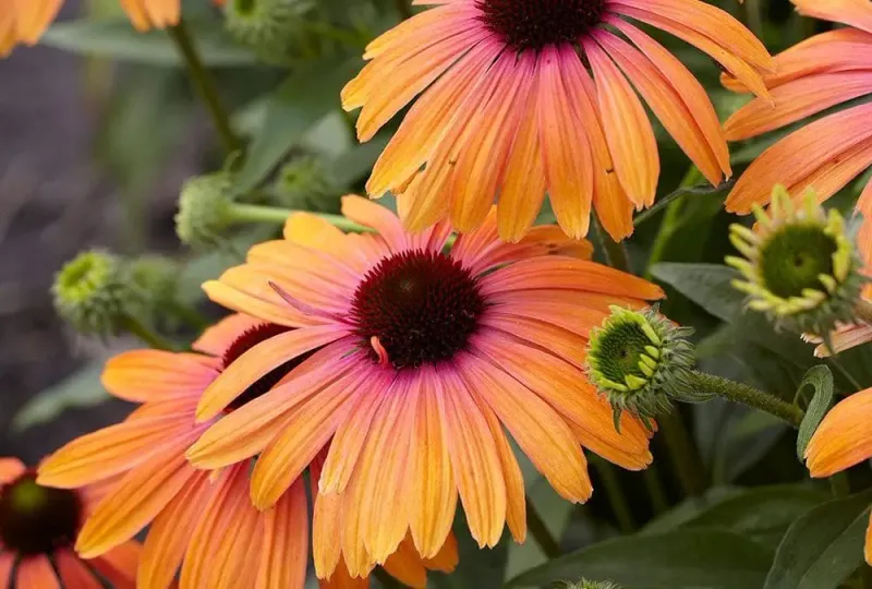 Coneflower (Echinacea)