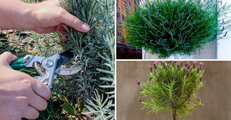 These 17 Lavender Tree Care Tips Will Transform Your Garden Forever