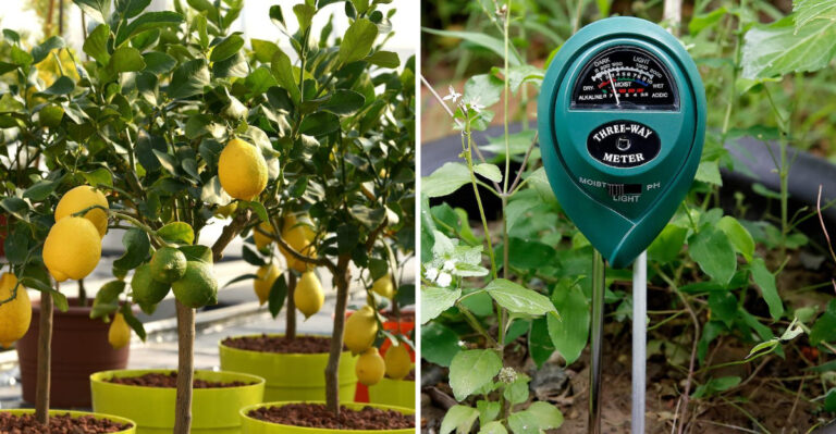 These 17 Lemon Growing Secrets Will Triple Your Summer Harvest
