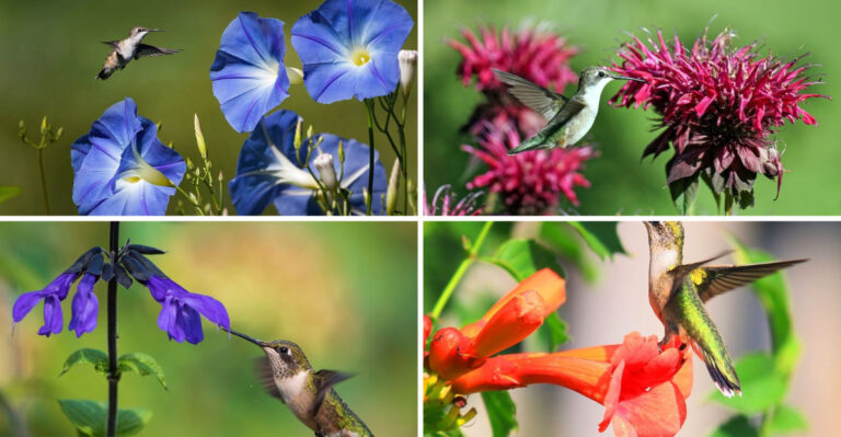 These 17 Natural Hummingbird Foods Beat Sugar Water Every Time