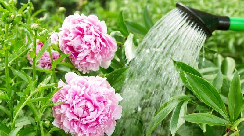 Early Morning Watering