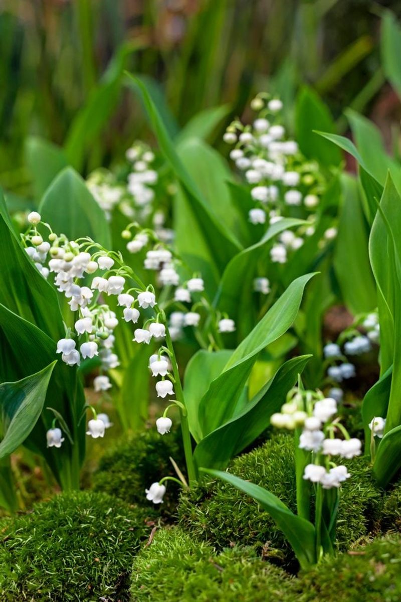 Lily of the Valley (Convallaria majalis)