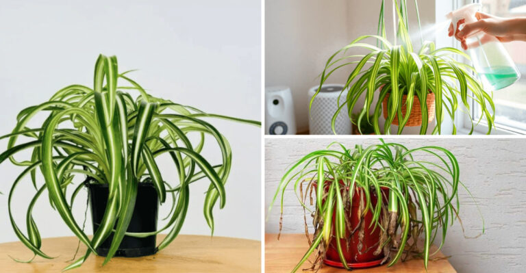 These 17 Spider Plant Warning Signs Mean Low Humidity Is Killing It