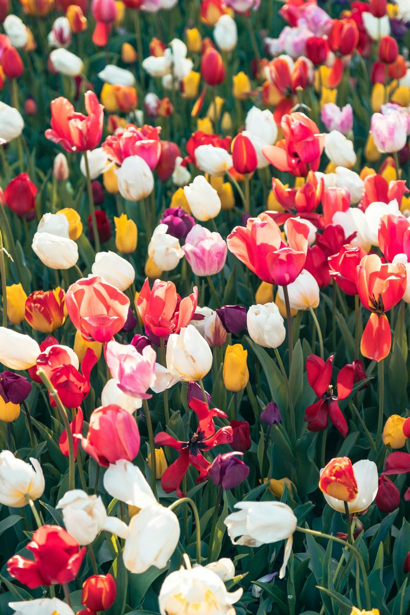 Tulips