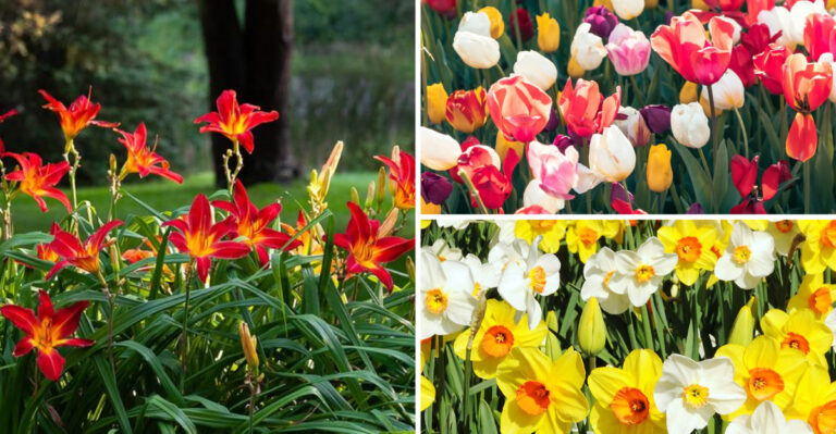 These 17 Spring Perennials Will Transform Your Garden Forever