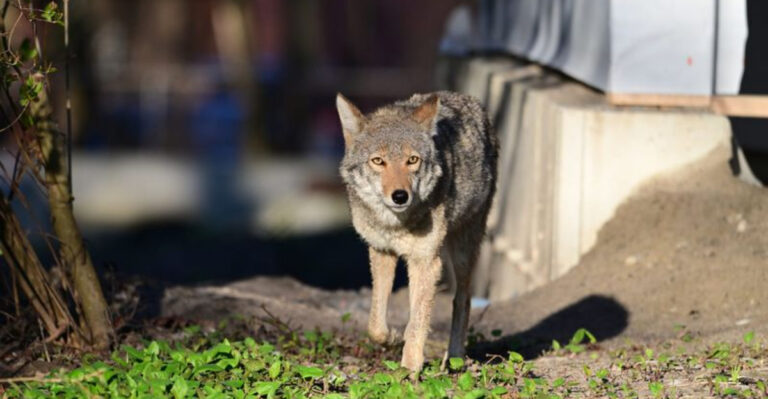 These 17 States Have Wild Coyotes Invading Backyards – Here’s How to Fight Back