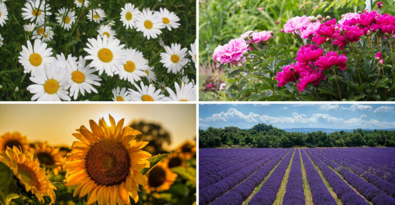 These 17 Summer Solstice Flowers Share One Secret – They Bloom Exactly When Magic Peaks