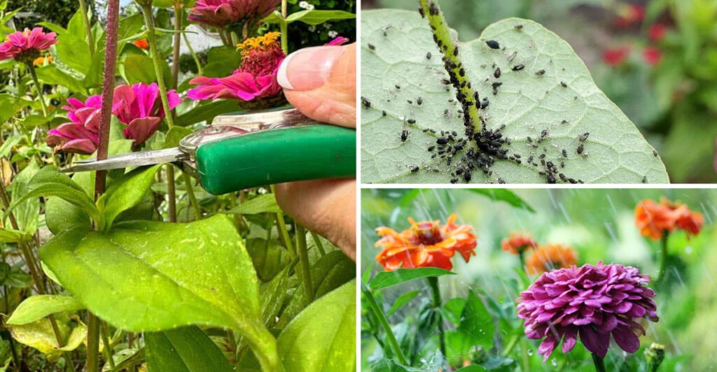 These 17 Zinnia Care Mistakes Are Killing Your Garden Slowly