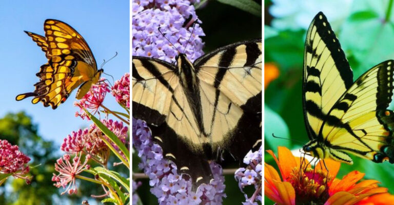 These 19 Flowers Have One Secret – They’re Swallowtail Magnets