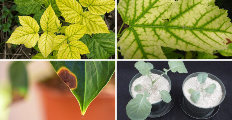 These 19 Garden Warning Signs Mean You Need Fertilizer Now