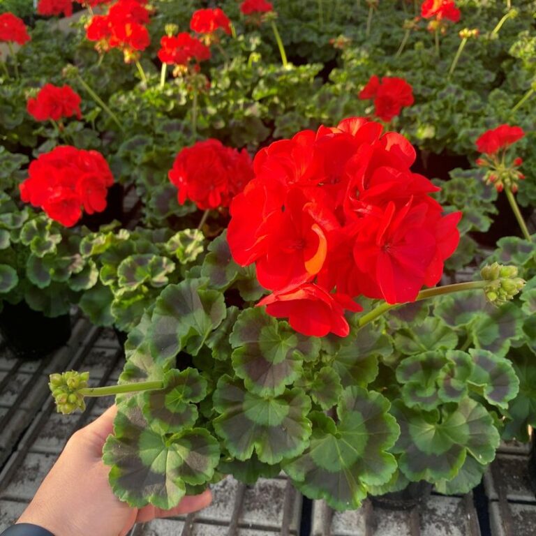 These 19 Geranium Varieties Bloom All Season With Minimal Care ...