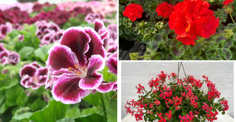 These 19 Geranium Varieties Bloom All Season With Minimal Care