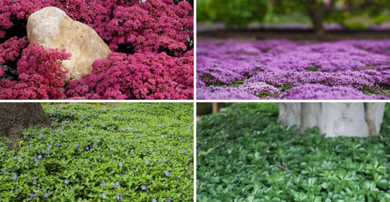 These 19 Ground Covers Kill Weeds Naturally While You Sleep