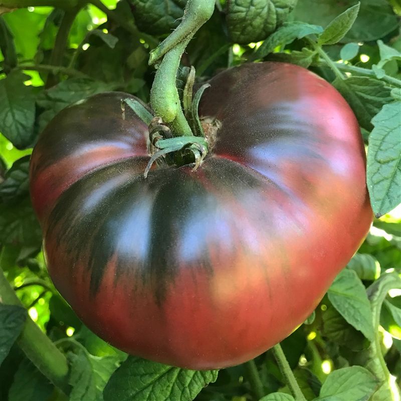 Cherokee Purple Tomato