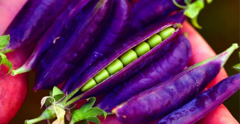 These 19 Heirloom Veggies Were Nearly Lost Forever – Now They’re Back