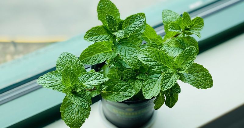 Mint - The Kitchen Champion