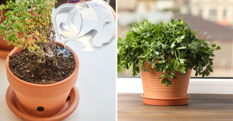 These 19 Indoor Herbs Never Need Sunlight – Grow Fresh Food All Winter