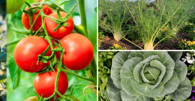 These 19 Plants Kill Tomatoes Slowly – Gardeners Never See It Coming