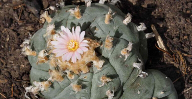These 19 Plants Were So Powerful They Got Banned Throughout History