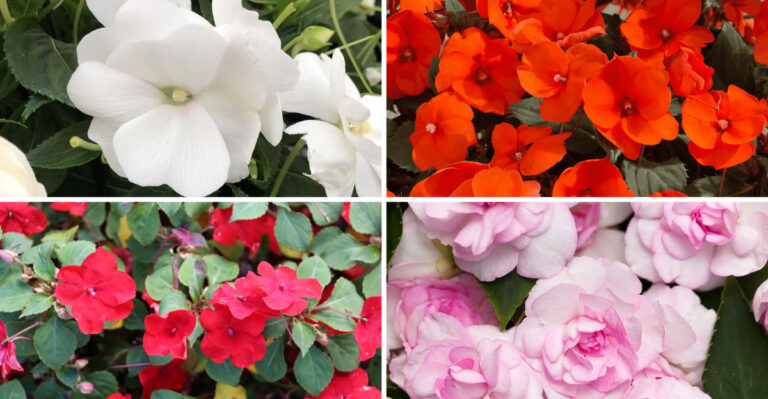 These 19 Shade Impatiens Bloom Where Others Die