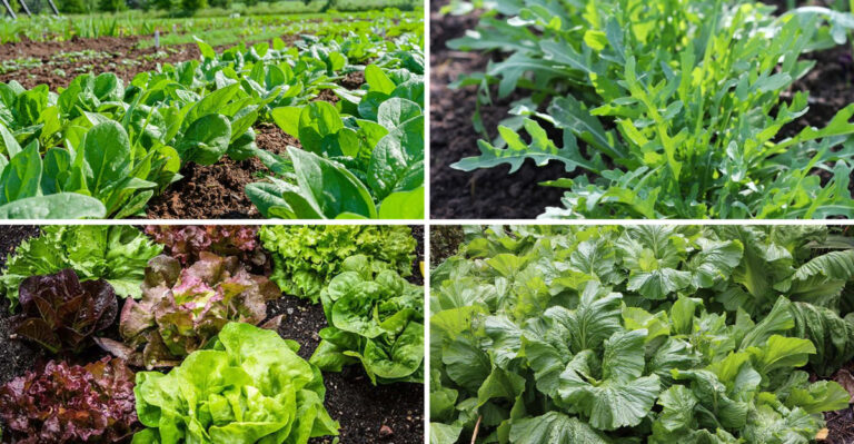 These 19 Shade Vegetables Thrive Where Others Die – Gardeners Are Shocked