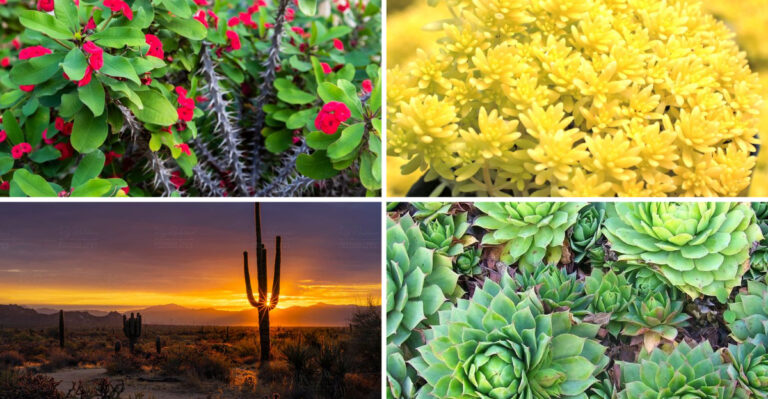 These 19 Sun Plants Share One Secret – They Store Water Like Camels