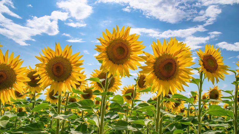 Sunflower (Helianthus)