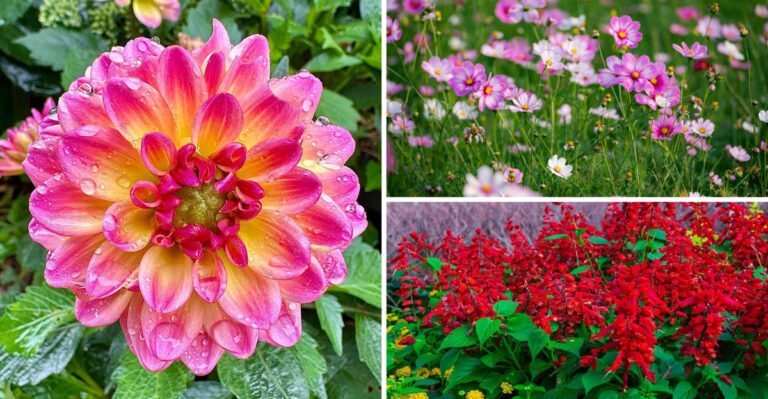 These 23 Colorful Plants Bloom All Summer – Your Neighbors Will Be Jealous