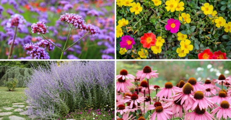 These 23 Foolproof Flowers Thrive Even When You Forget to Water Them