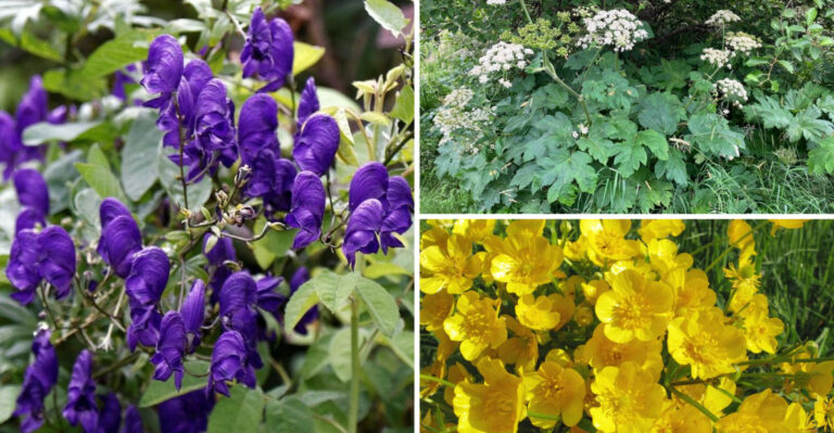 These 23 Garden Plants Can Burn Your Skin – Doctors Share Warning Signs