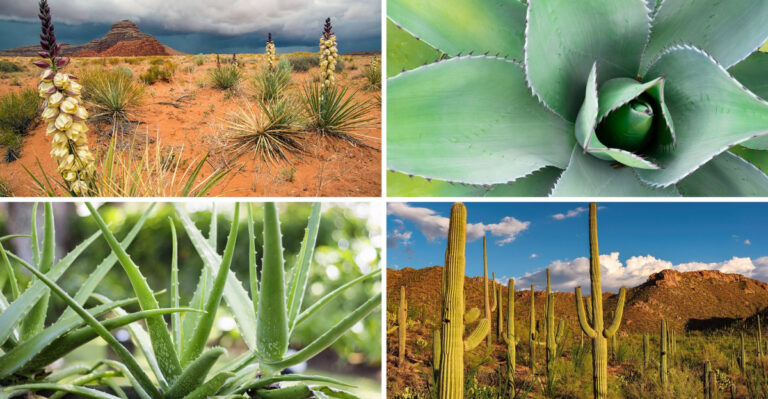 These 23 Heat Loving Plants Thrive When Others Die