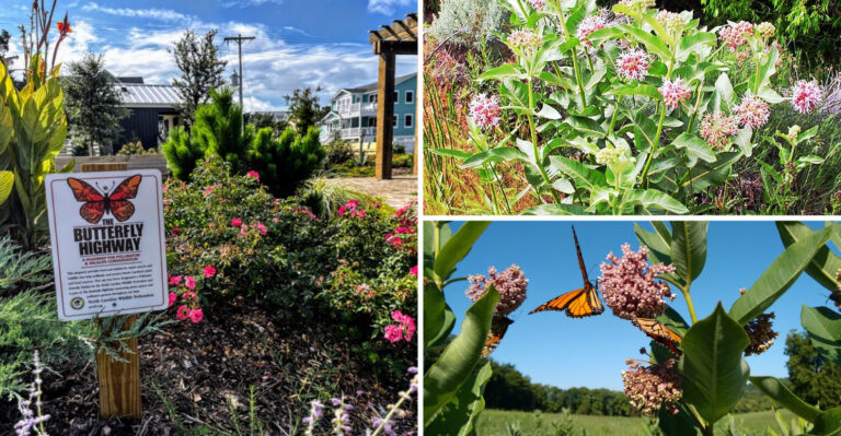 These 23 Milkweed Benefits Share One Thing – They Transform Your Entrance