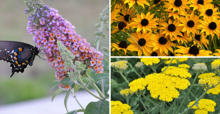 These 23 Perennial Flowers Actually Love Bad Soil – Gardeners Are Shocked