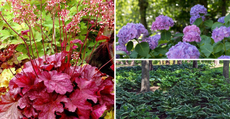 These 23 Shade Plants Drop Your Yard Temperature by 15 Degrees